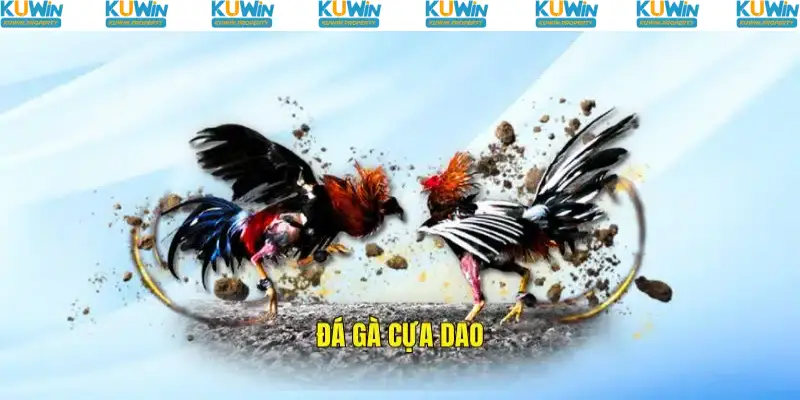 Đá Gà Cựa Dao - Theo Dõi Những Trận Kê Cực Máu Tại Kuwin