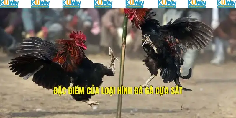 Những đặc điểm nổi bật của loại hình đá gà cựa sắt