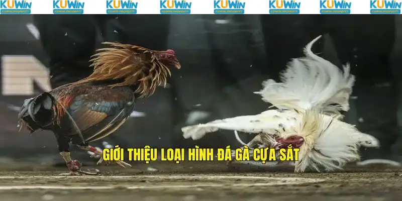 Sơ lược loại hình đá gà cựa sắt